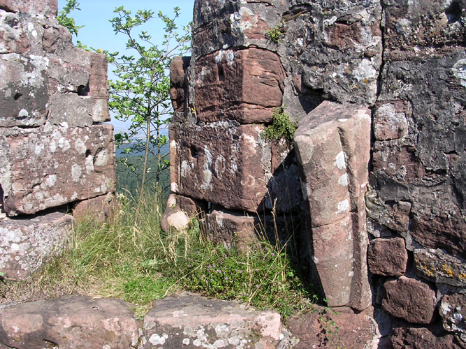 ochsen21